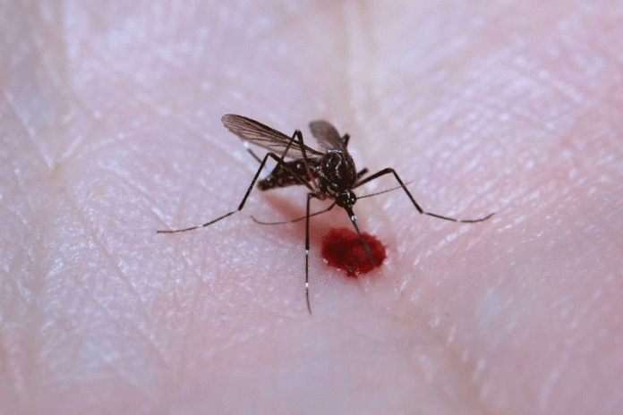 Dengue